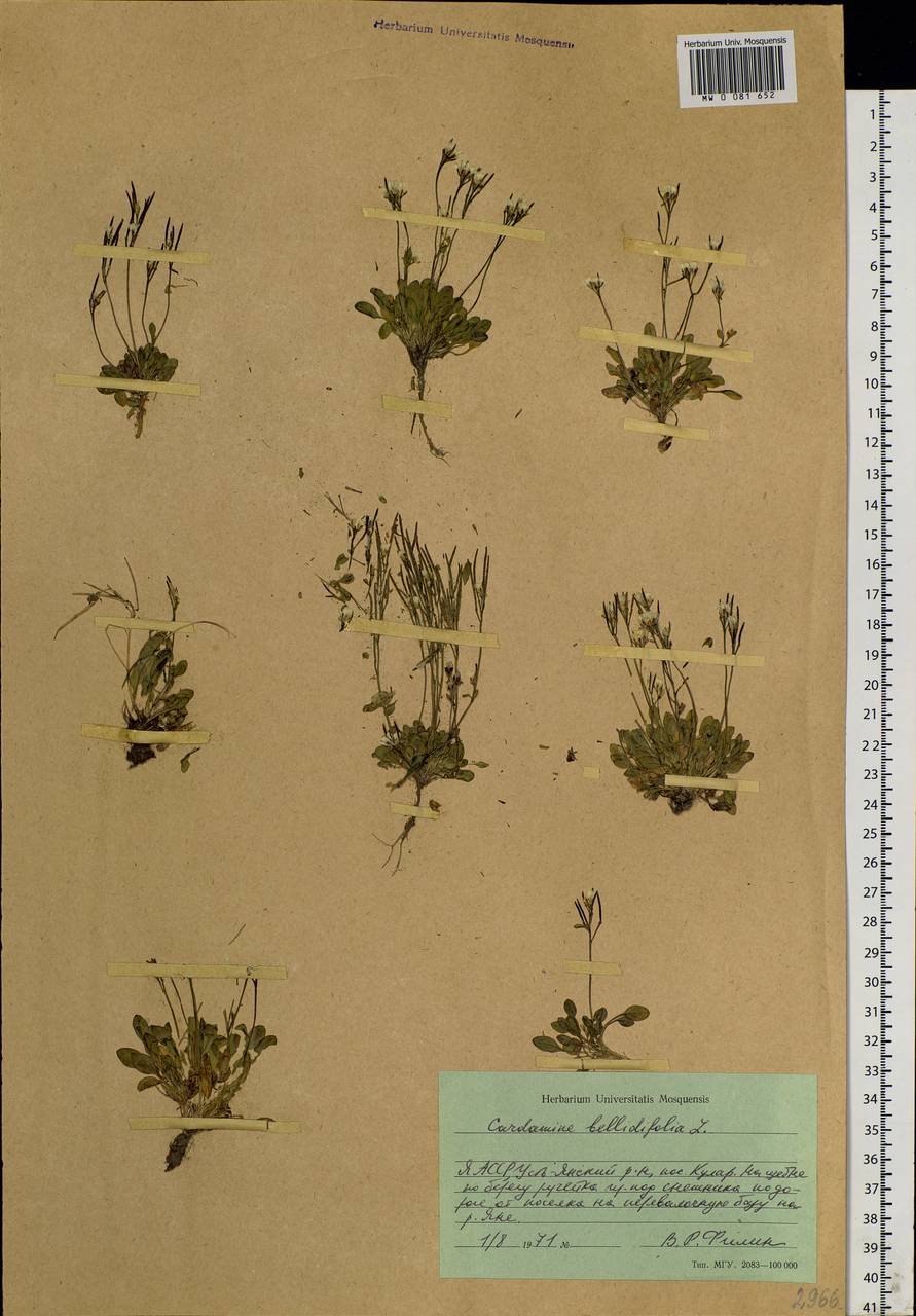 Cardamine bellidifolia L., Siberia, Yakutia (S5) (Russia)