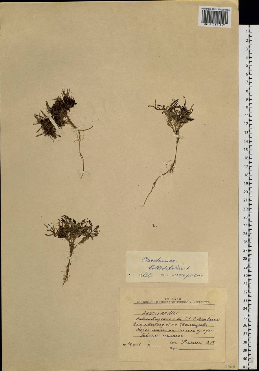 Cardamine bellidifolia L., Siberia, Yakutia (S5) (Russia)