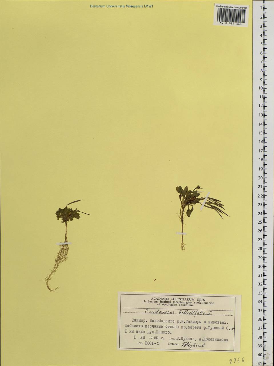 Cardamine bellidifolia L., Siberia, Central Siberia (S3) (Russia)