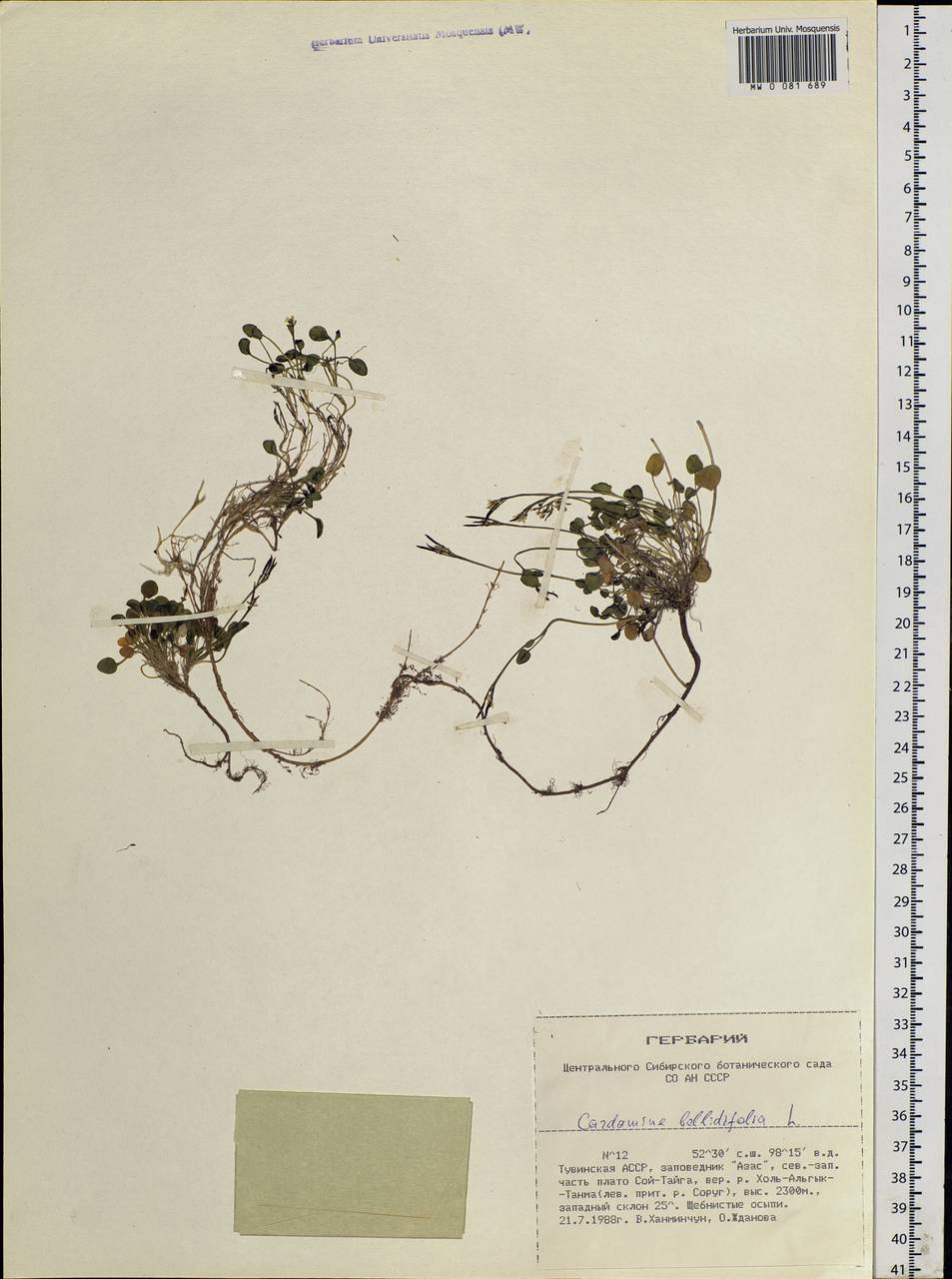Cardamine bellidifolia L., Siberia, Altai & Sayany Mountains (S2) (Russia)