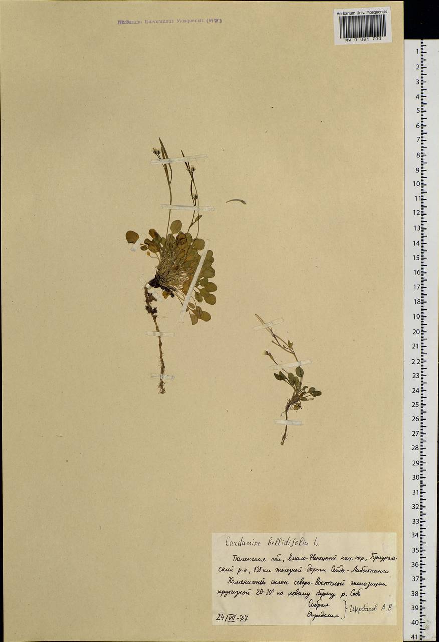 Cardamine bellidifolia L., Siberia, Western Siberia (S1) (Russia)