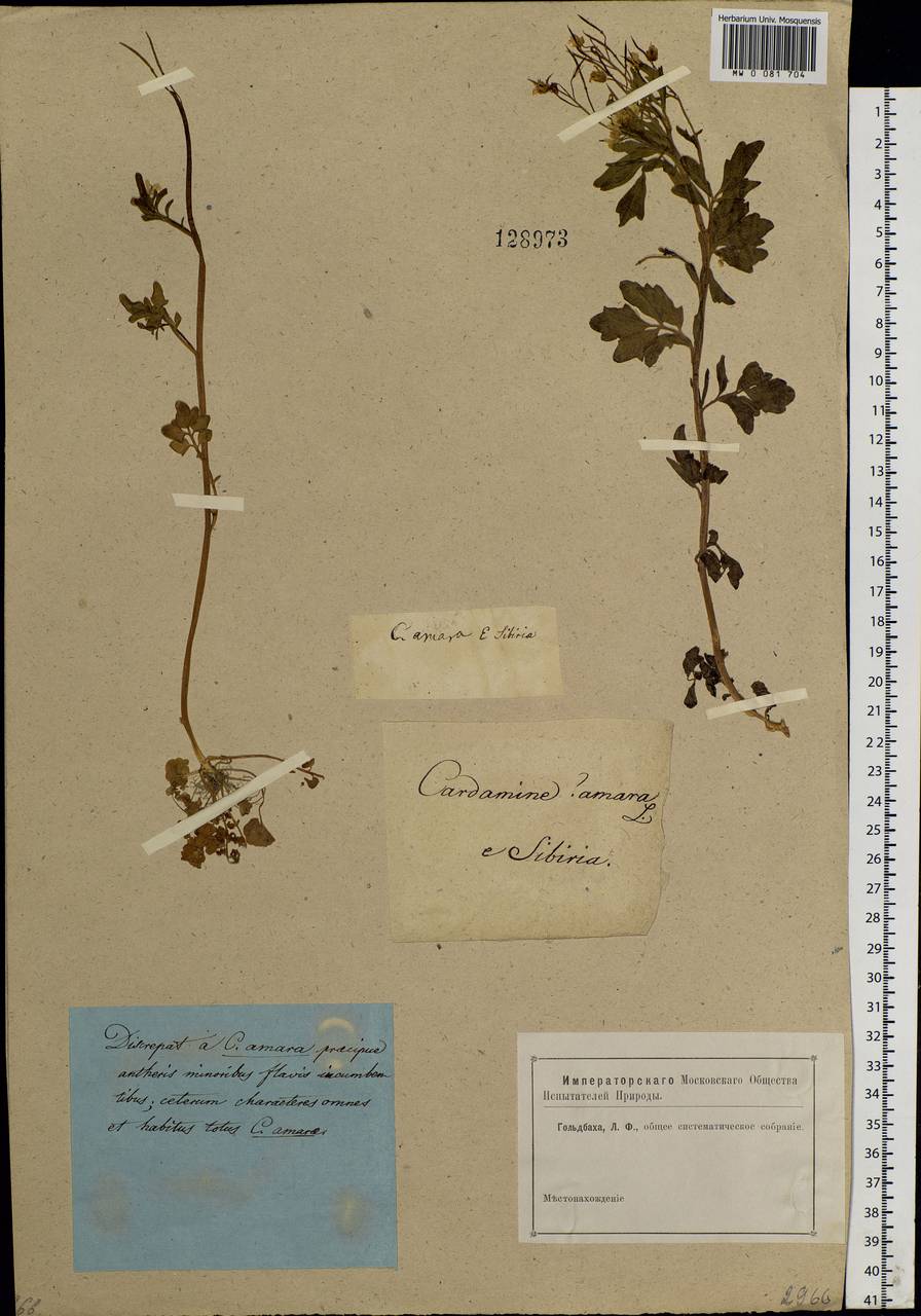 Cardamine amara L., Siberia (no precise locality) (S0) (Russia)