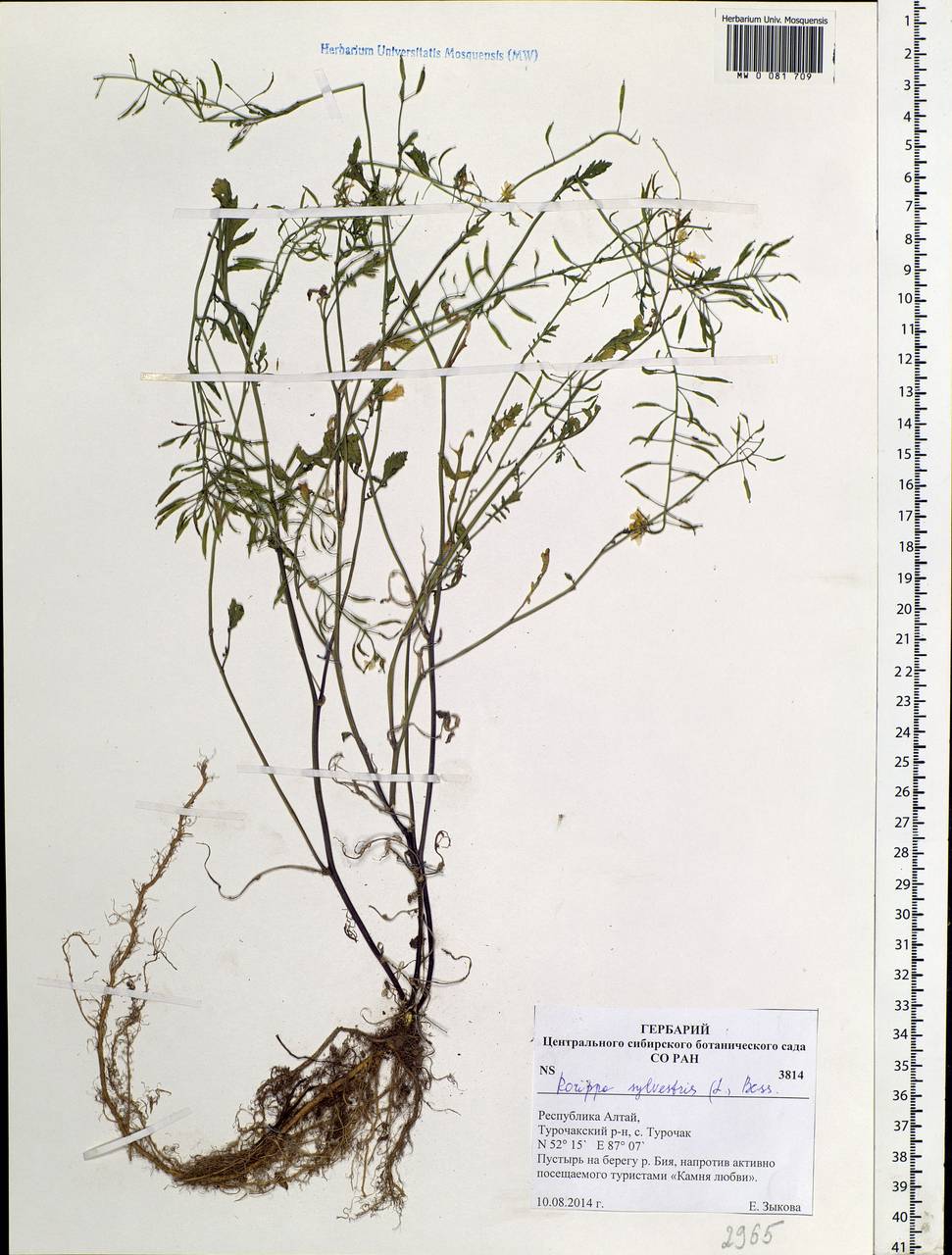 Rorippa sylvestris (L.) Besser, Siberia, Altai & Sayany Mountains (S2) (Russia)