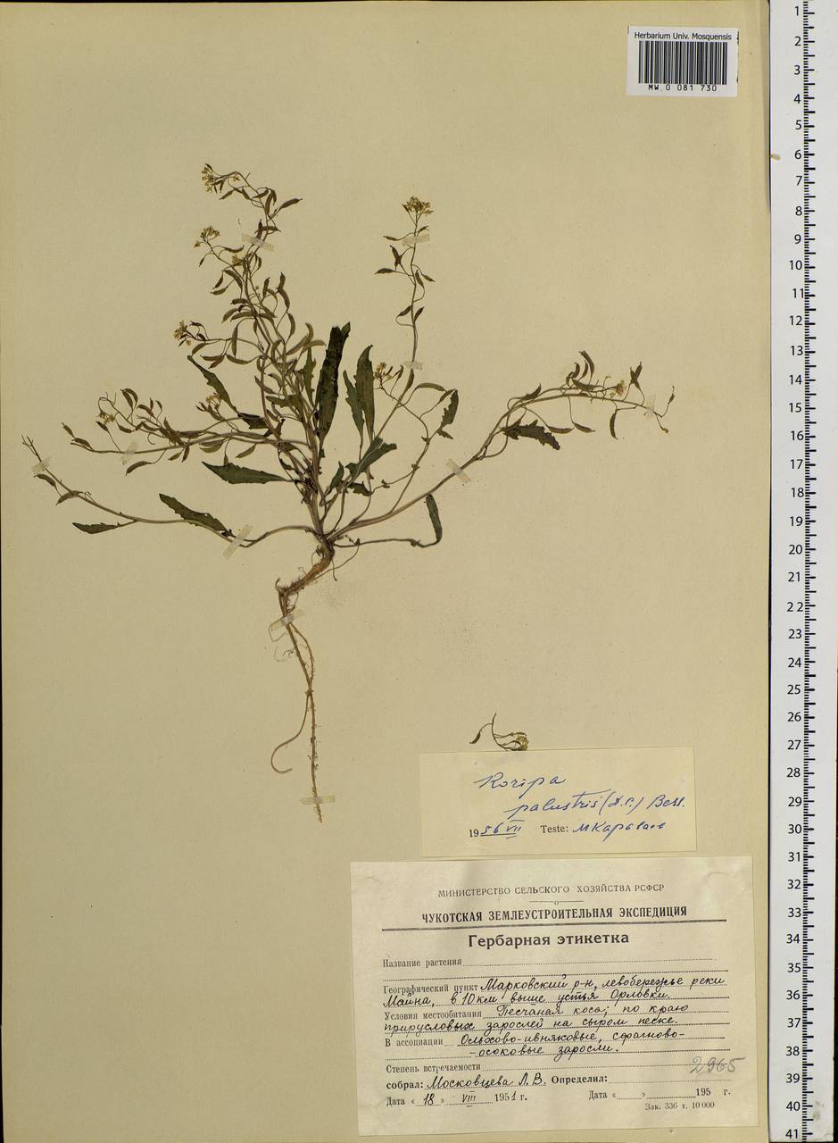 Rorippa palustris (L.) Besser, Siberia, Chukotka & Kamchatka (S7) (Russia)