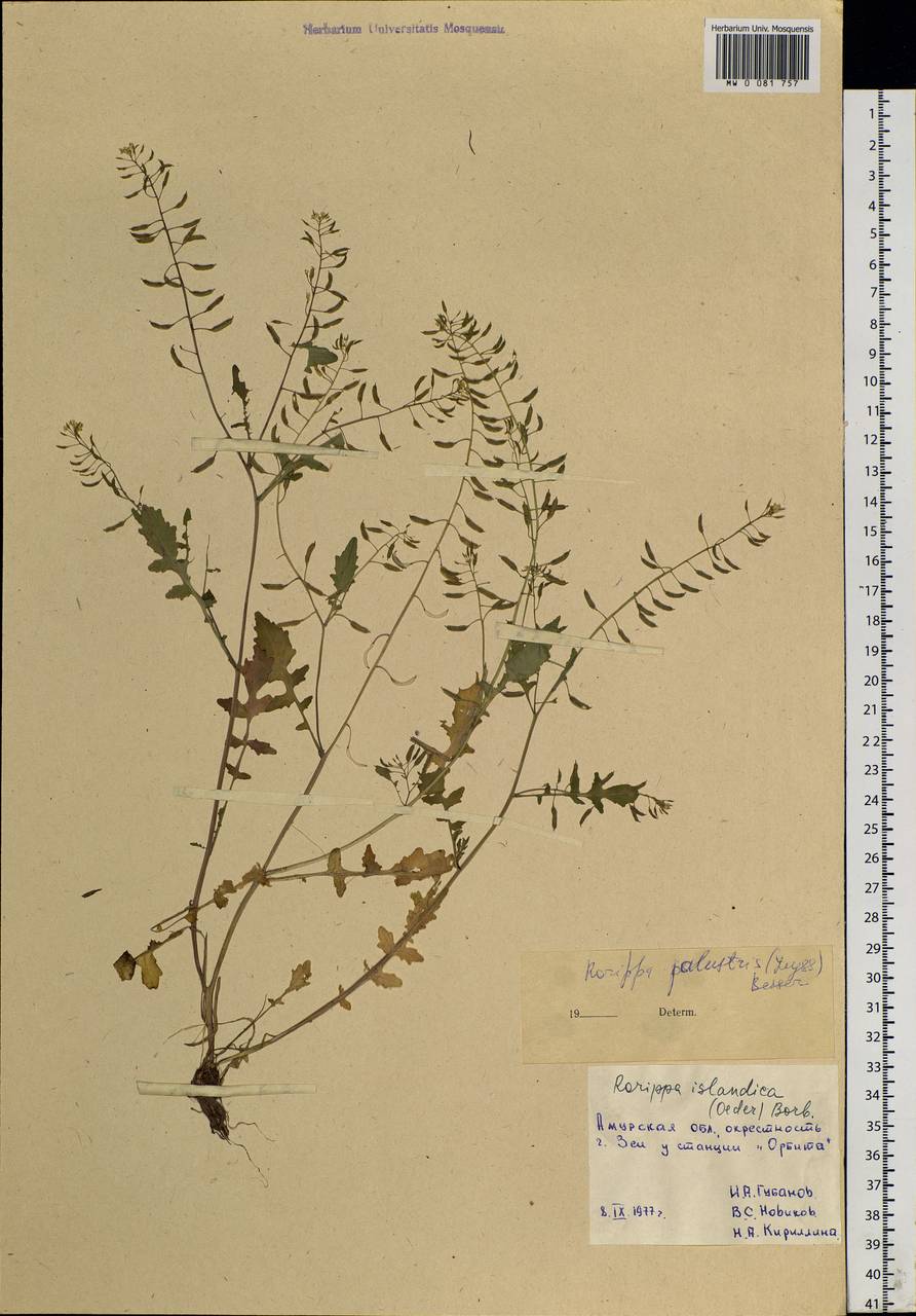 Rorippa palustris (L.) Besser, Siberia, Russian Far East (S6) (Russia)