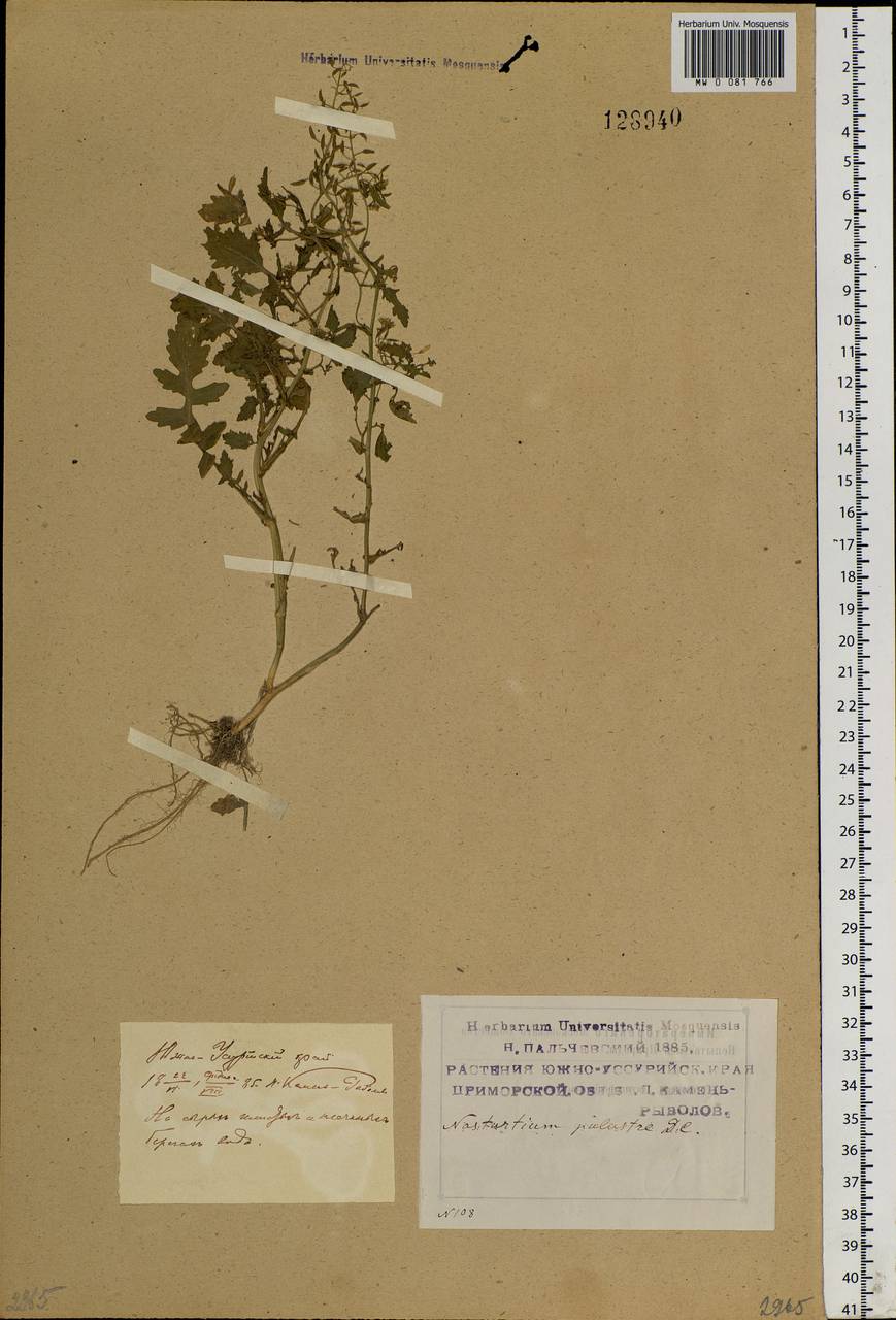 Rorippa palustris (L.) Besser, Siberia, Russian Far East (S6) (Russia)