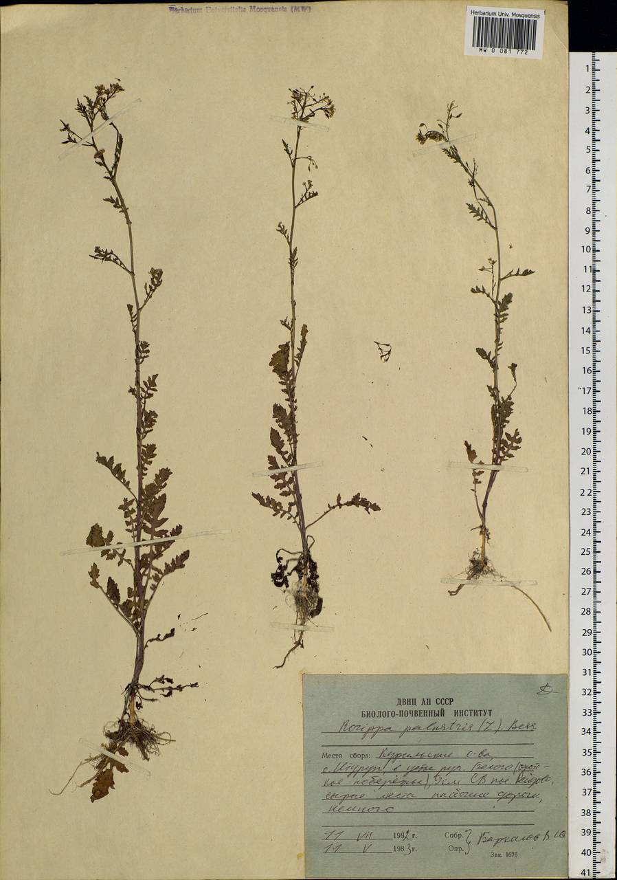 Rorippa palustris (L.) Besser, Siberia, Russian Far East (S6) (Russia)