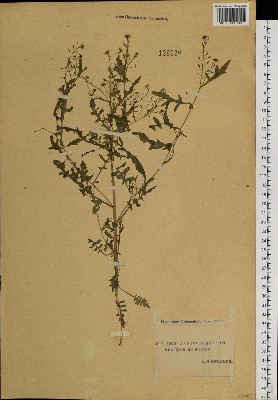 Rorippa palustris (L.) Besser, Siberia, Yakutia (S5) (Russia)