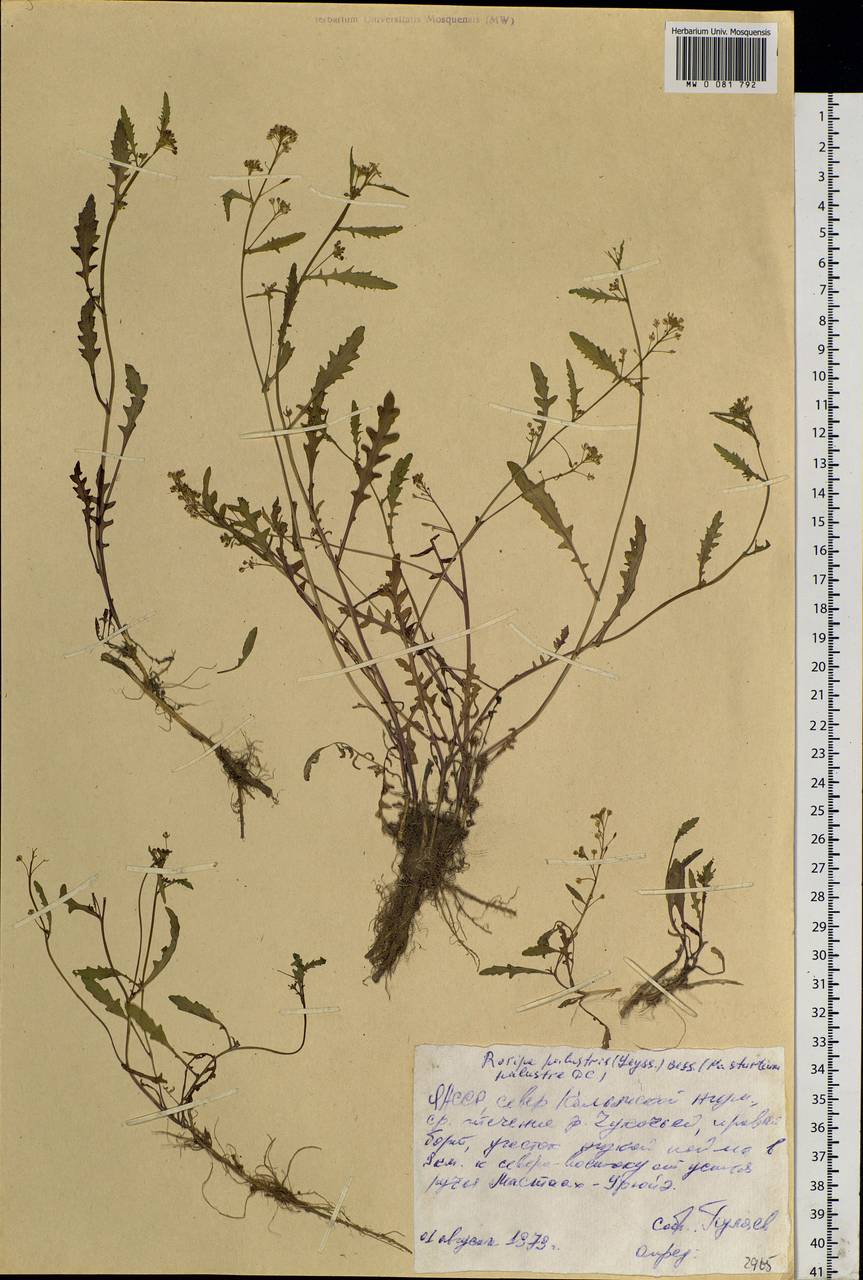 Rorippa palustris (L.) Besser, Siberia, Yakutia (S5) (Russia)