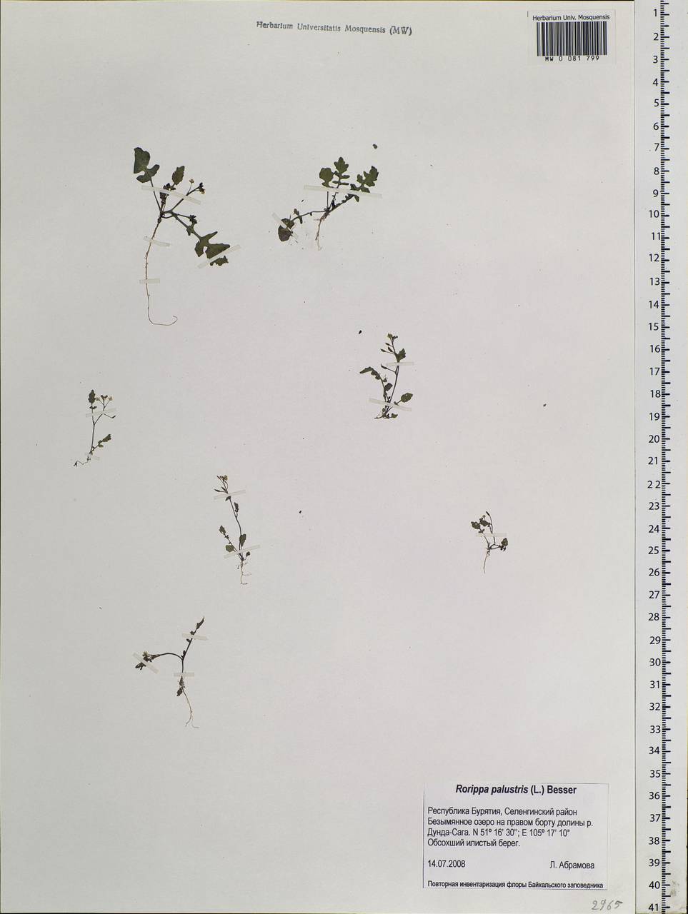 Rorippa palustris (L.) Besser, Siberia, Baikal & Transbaikal region (S4) (Russia)