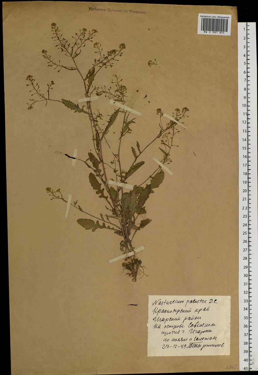 Rorippa palustris (L.) Besser, Siberia, Central Siberia (S3) (Russia)