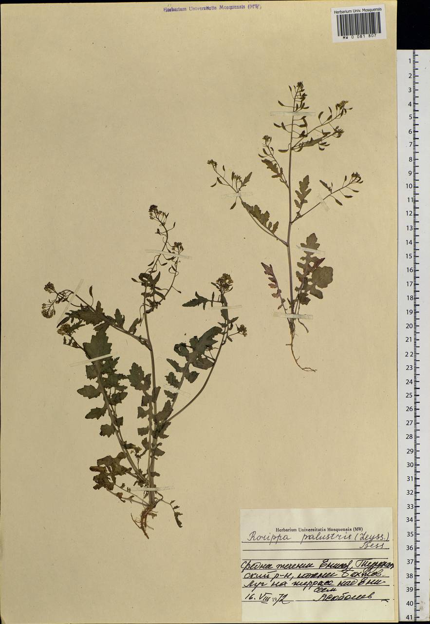 Rorippa palustris (L.) Besser, Siberia, Central Siberia (S3) (Russia)