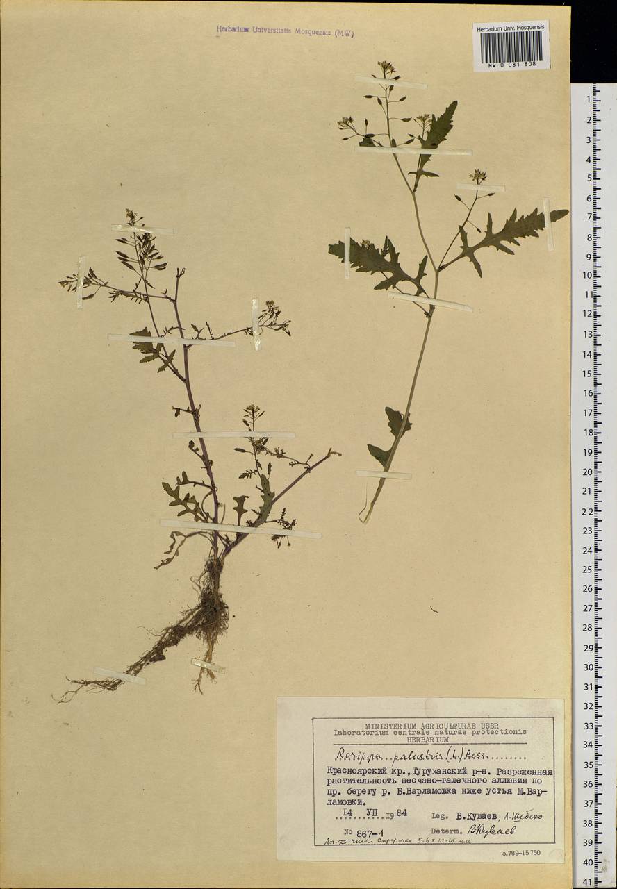 Rorippa palustris (L.) Besser, Siberia, Central Siberia (S3) (Russia)