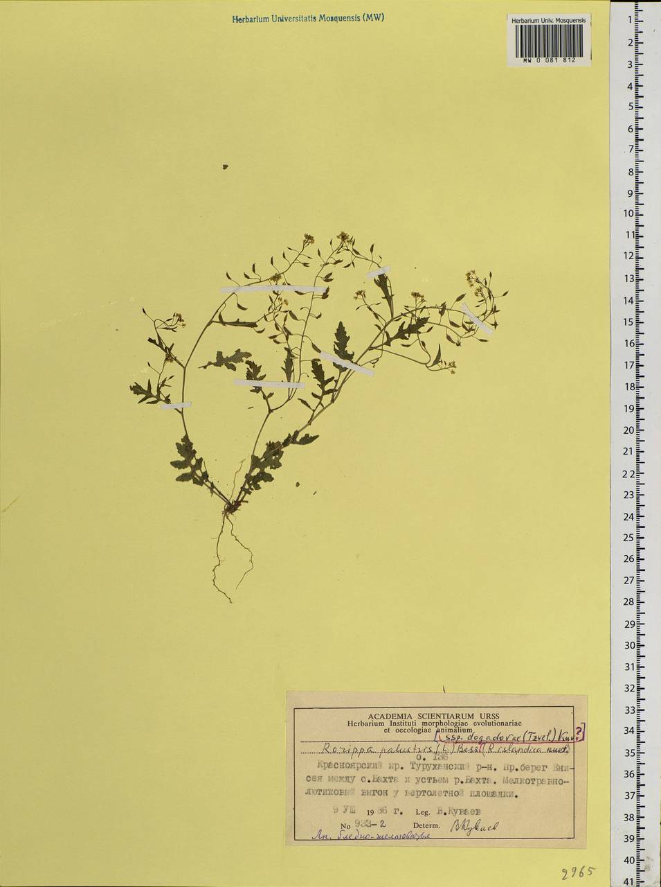 Rorippa palustris (L.) Besser, Siberia, Central Siberia (S3) (Russia)