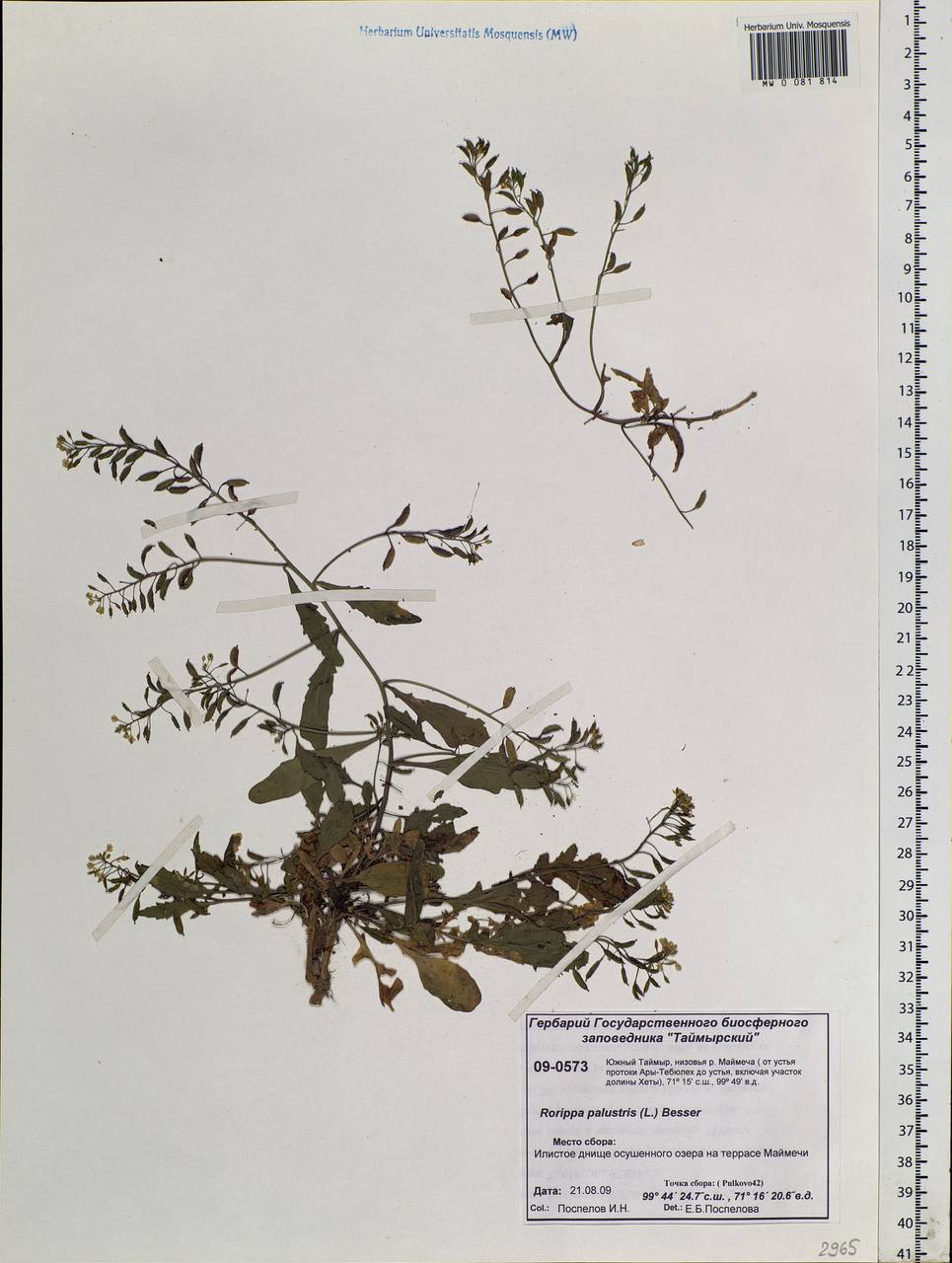 Rorippa palustris (L.) Besser, Siberia, Central Siberia (S3) (Russia)