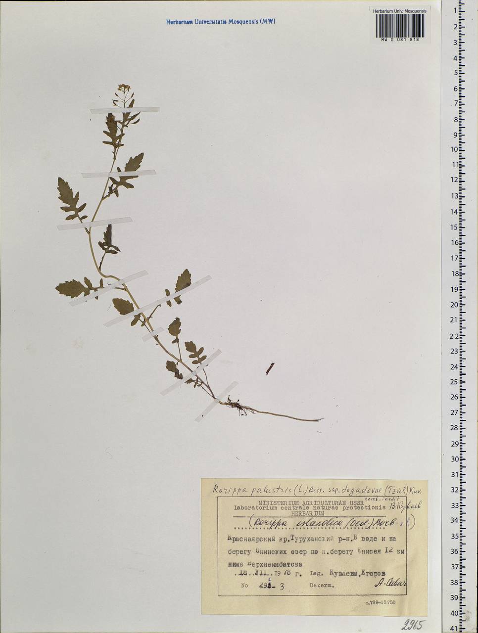 Rorippa palustris (L.) Besser, Siberia, Central Siberia (S3) (Russia)