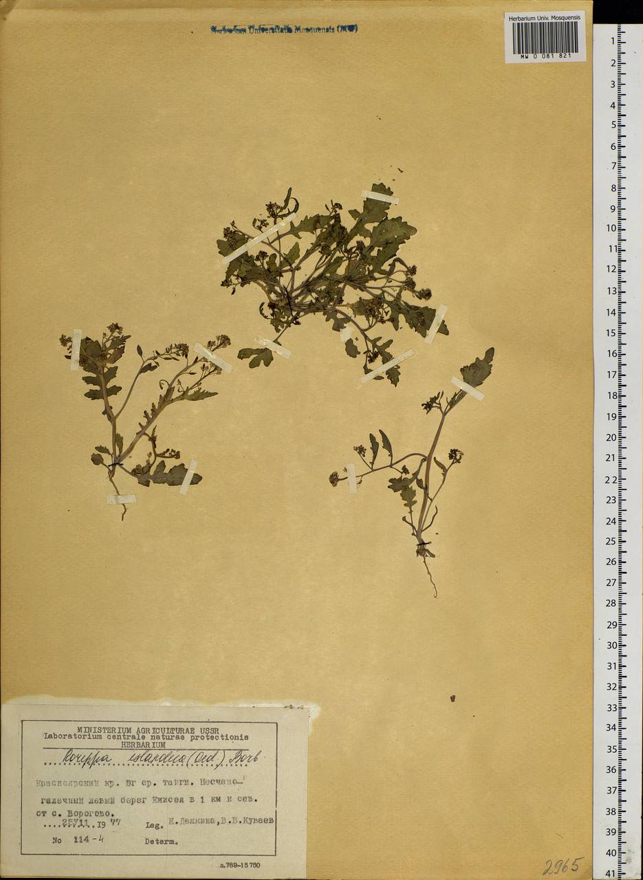 Rorippa palustris (L.) Besser, Siberia, Central Siberia (S3) (Russia)