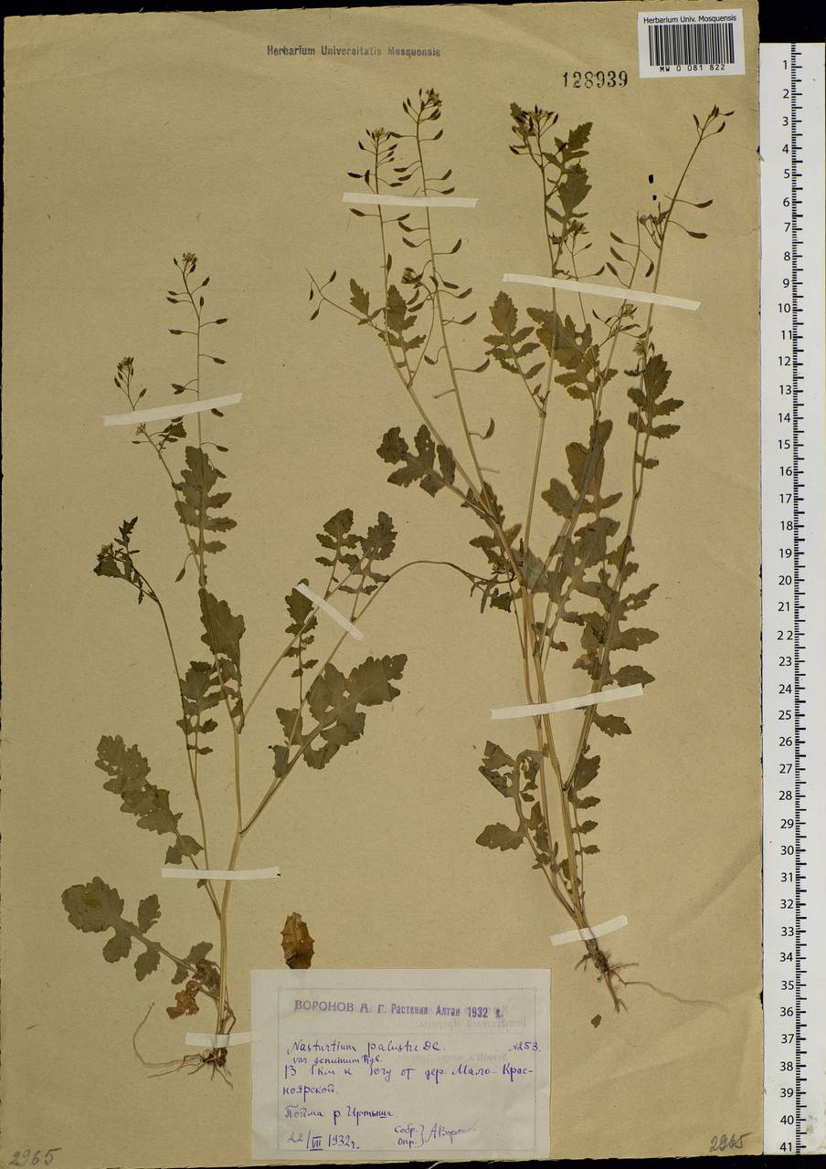 Rorippa palustris (L.) Besser, Siberia, Western (Kazakhstan) Altai Mountains (S2a) (Kazakhstan)