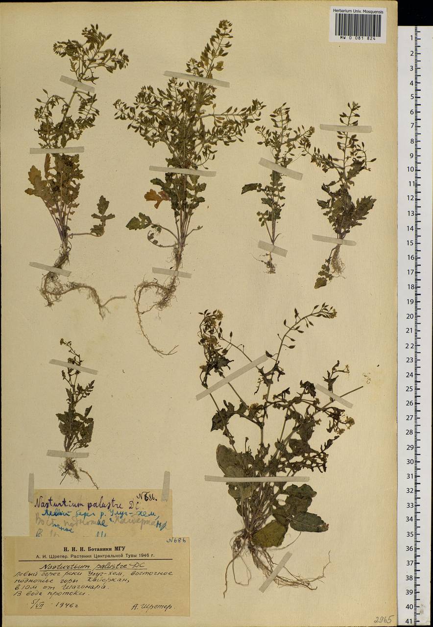 Rorippa palustris (L.) Besser, Siberia, Altai & Sayany Mountains (S2) (Russia)