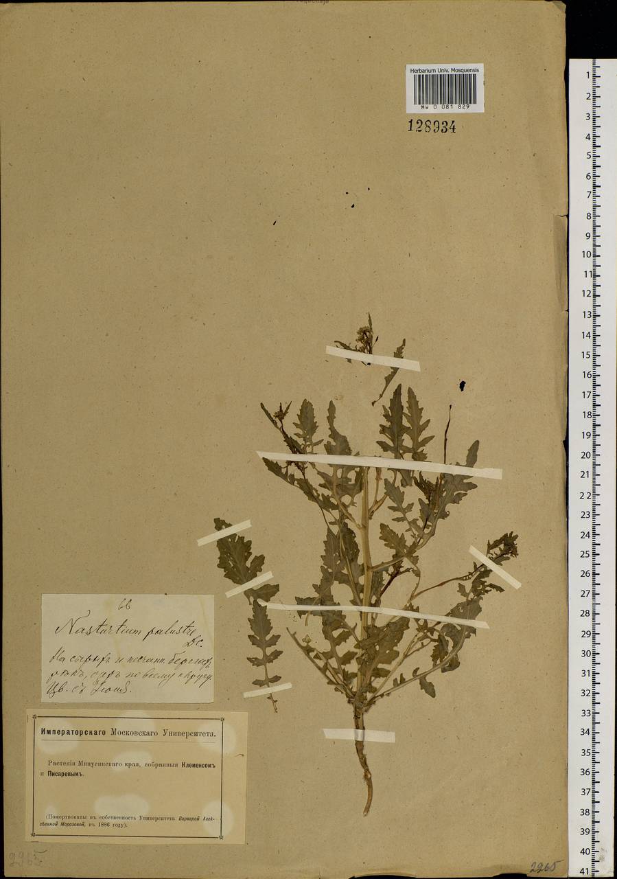 Rorippa palustris (L.) Besser, Siberia, Altai & Sayany Mountains (S2) (Russia)