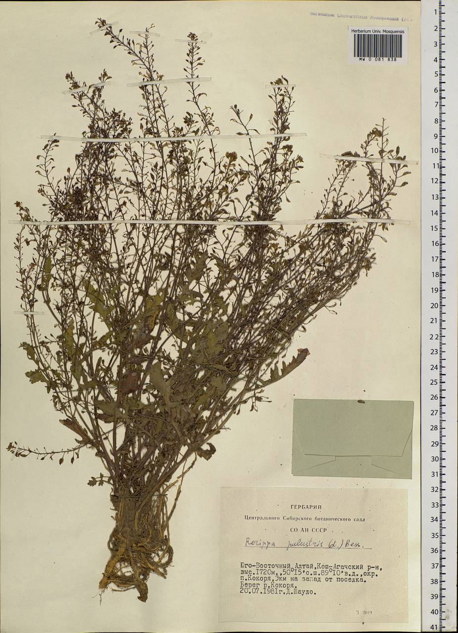 Rorippa palustris (L.) Besser, Siberia, Altai & Sayany Mountains (S2) (Russia)