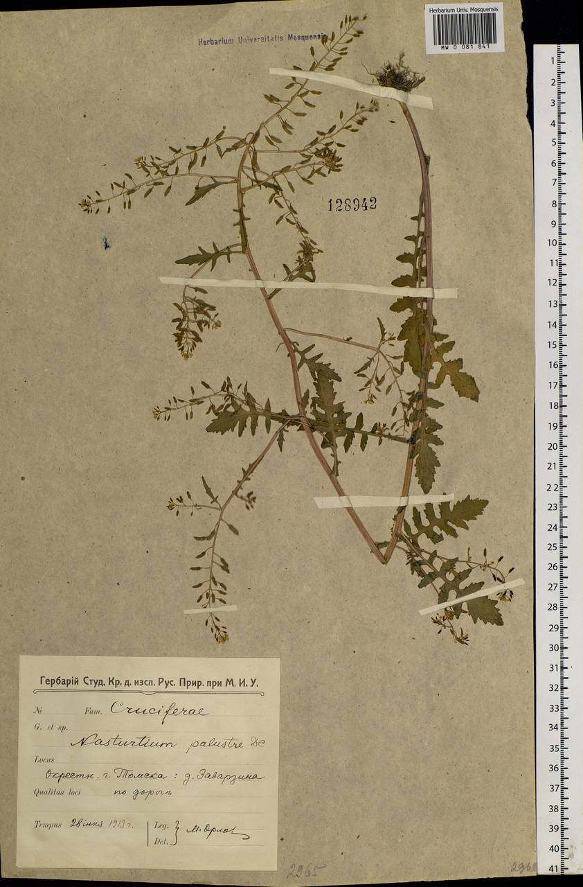 Rorippa palustris (L.) Besser, Siberia, Western Siberia (S1) (Russia)
