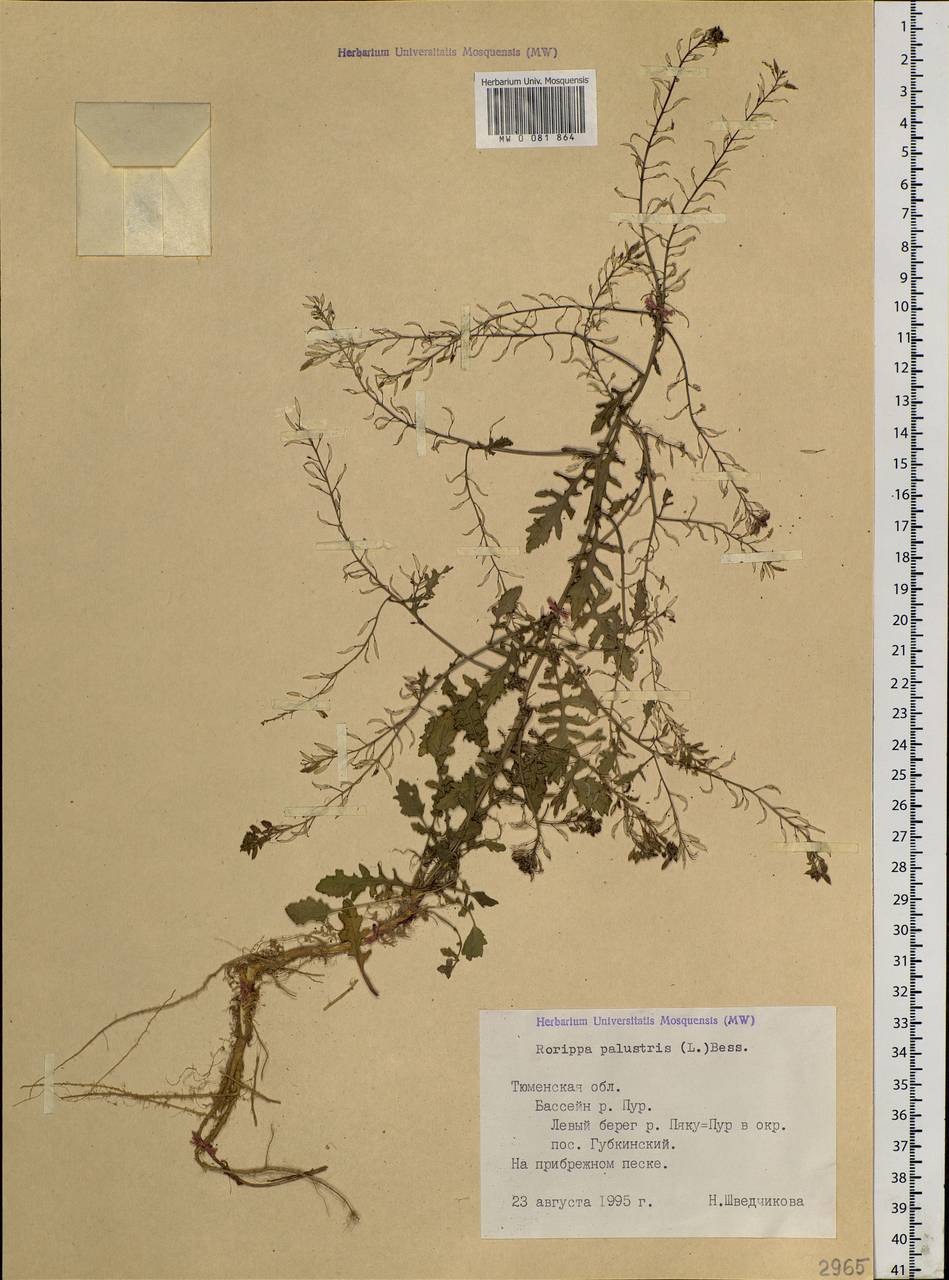 Rorippa palustris (L.) Besser, Siberia, Western Siberia (S1) (Russia)
