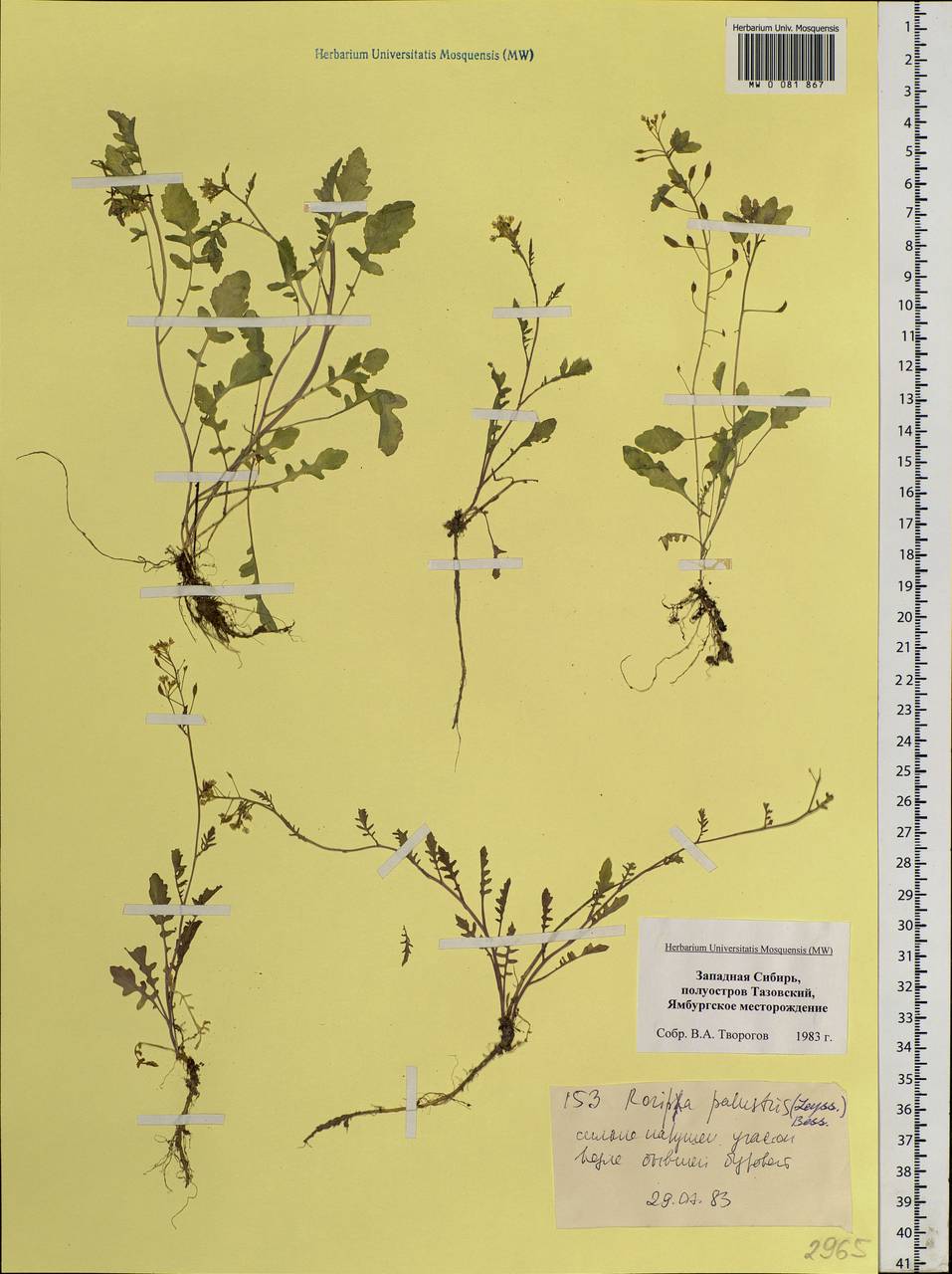 Rorippa palustris (L.) Besser, Siberia, Western Siberia (S1) (Russia)