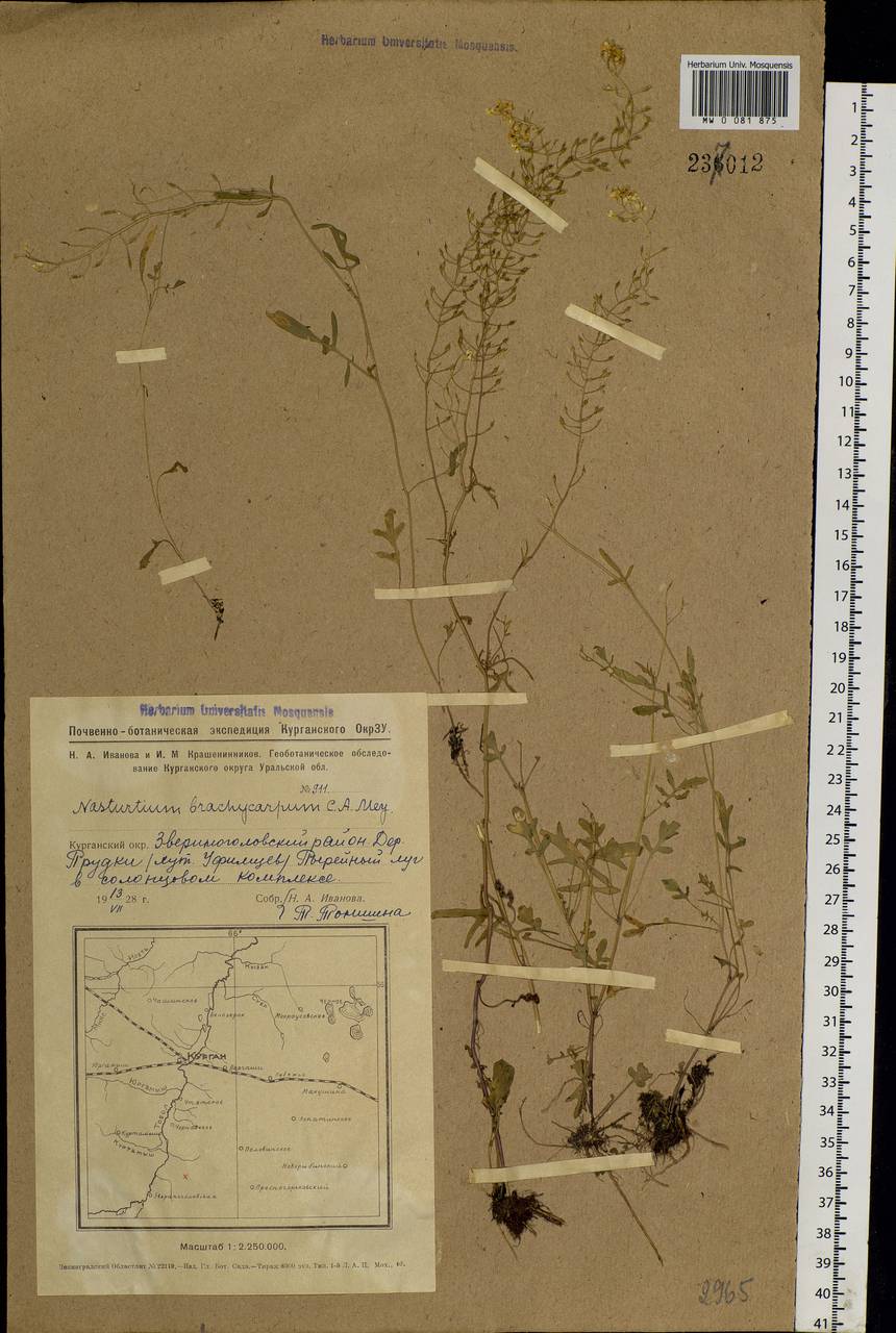 Rorippa brachycarpa (C. A. Mey.) Hayek, Siberia, Western Siberia (S1) (Russia)