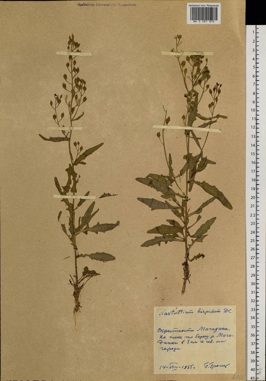 Rorippa barbareifolia (A.DC.) Kitag., Siberia, Chukotka & Kamchatka (S7) (Russia)