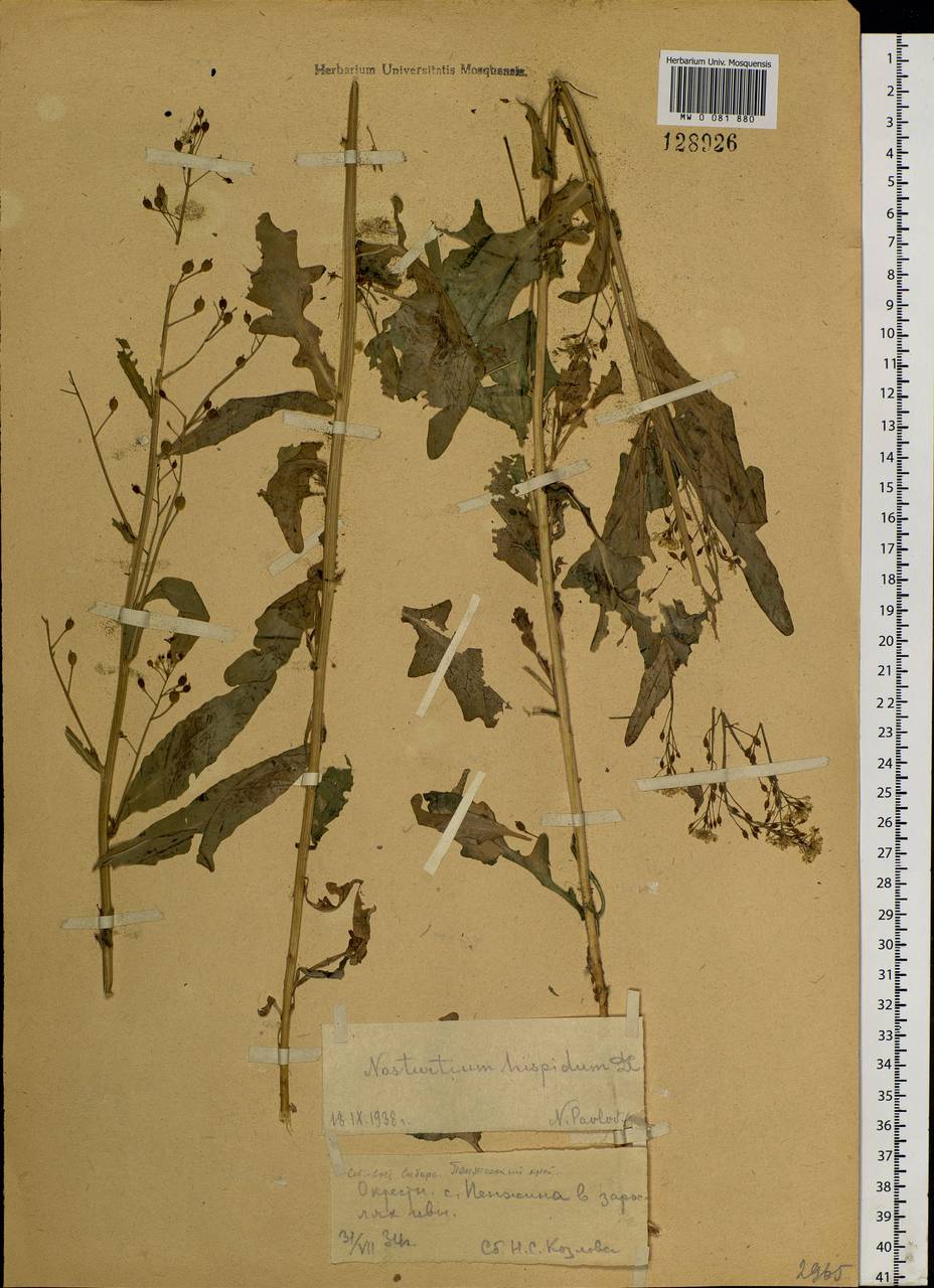Rorippa barbareifolia (DC.) Kitag., Siberia, Chukotka & Kamchatka (S7) (Russia)