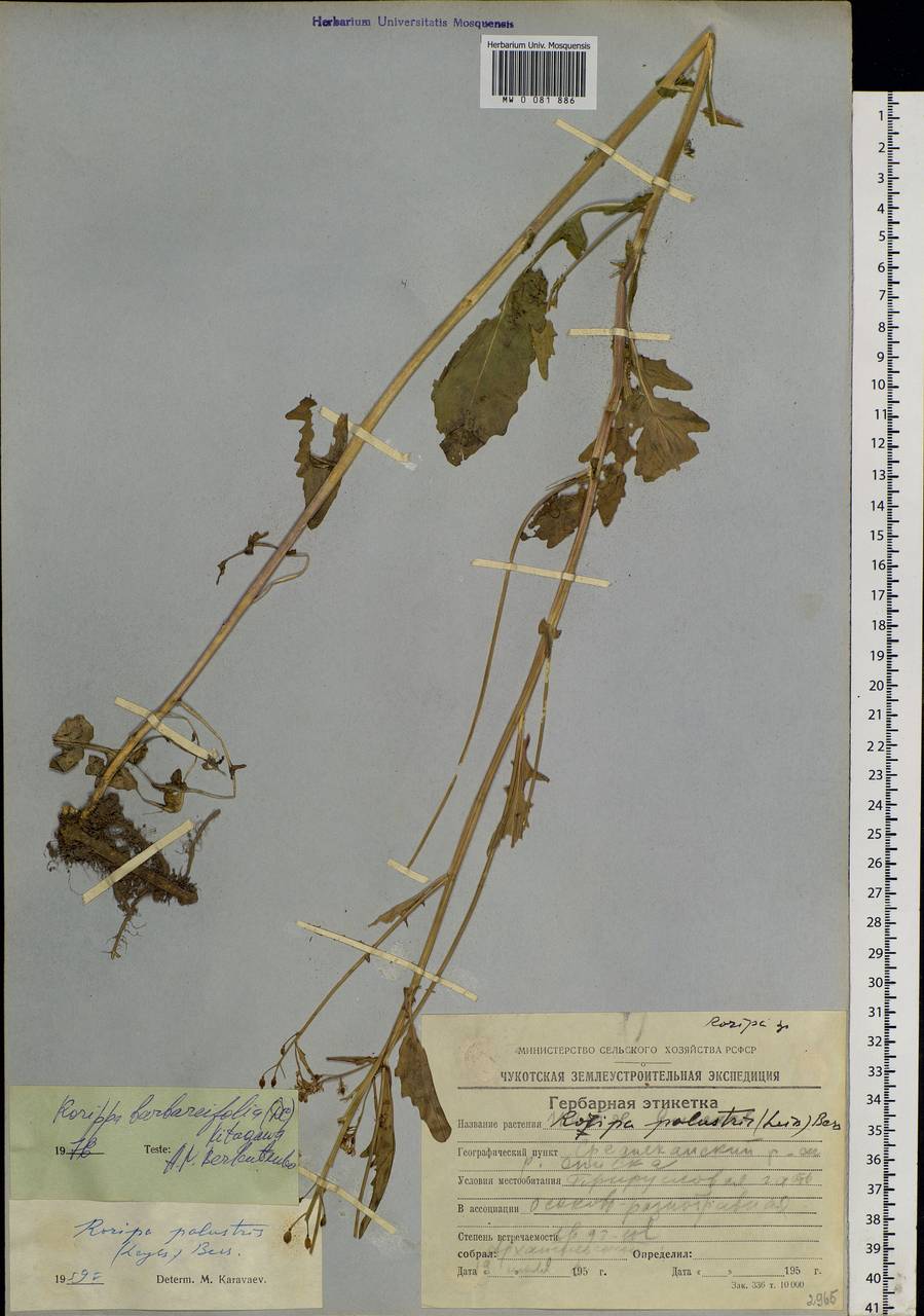 Rorippa barbareifolia (A.DC.) Kitag., Siberia, Chukotka & Kamchatka (S7) (Russia)