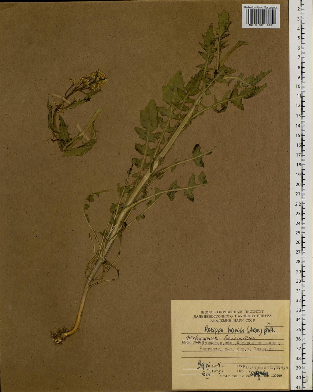 Rorippa barbareifolia (A.DC.) Kitag., Siberia, Chukotka & Kamchatka (S7) (Russia)