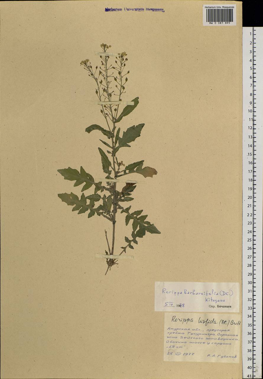 Rorippa barbareifolia (A. DC.) Kitag., Siberia, Russian Far East (S6) (Russia)