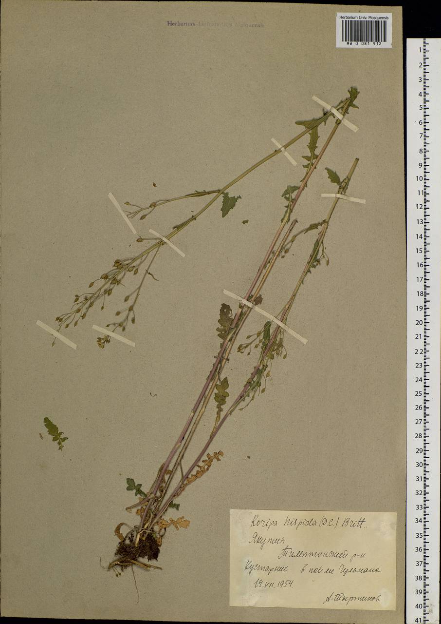 Rorippa barbareifolia (DC.) Kitag., Siberia, Yakutia (S5) (Russia)