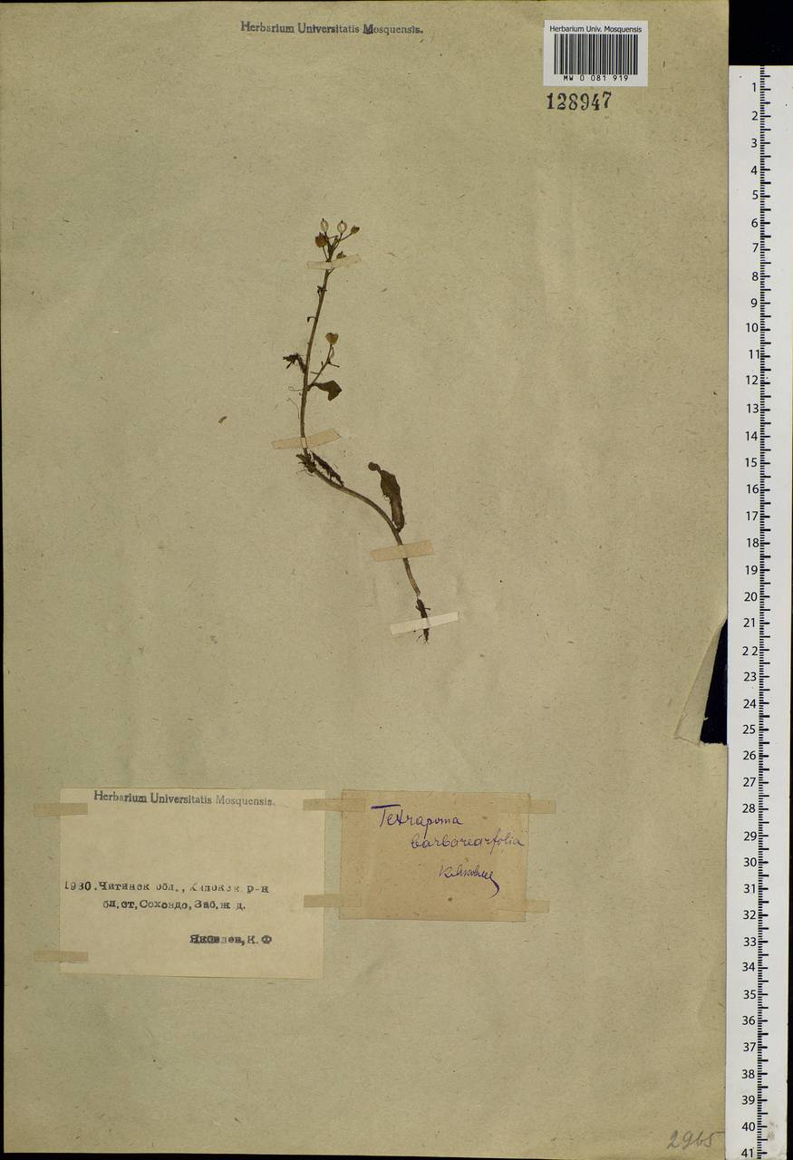 Rorippa barbareifolia (A. DC.) Kitag., Siberia, Baikal & Transbaikal region (S4) (Russia)