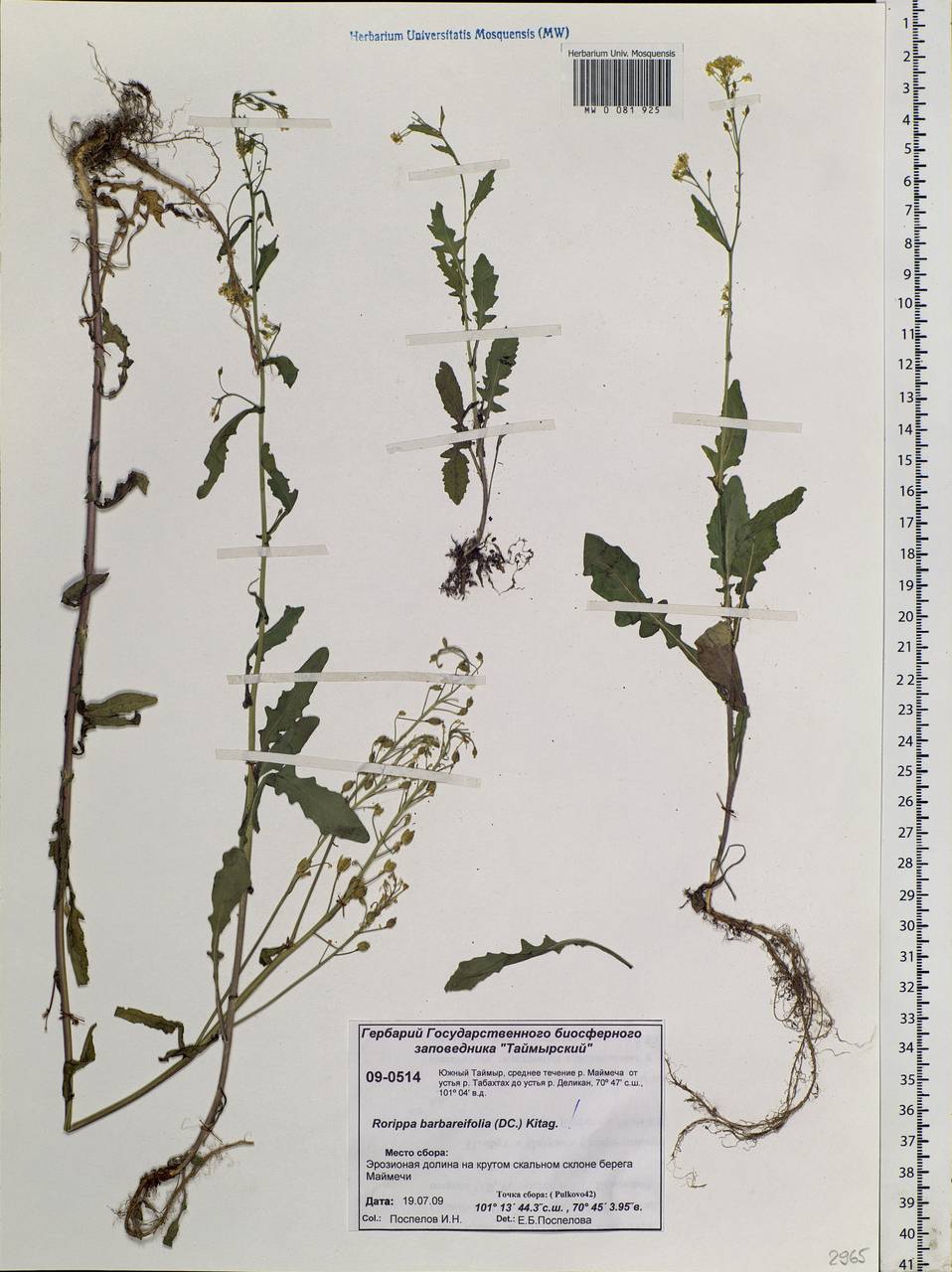 Rorippa barbareifolia (A. DC.) Kitag., Siberia, Central Siberia (S3) (Russia)