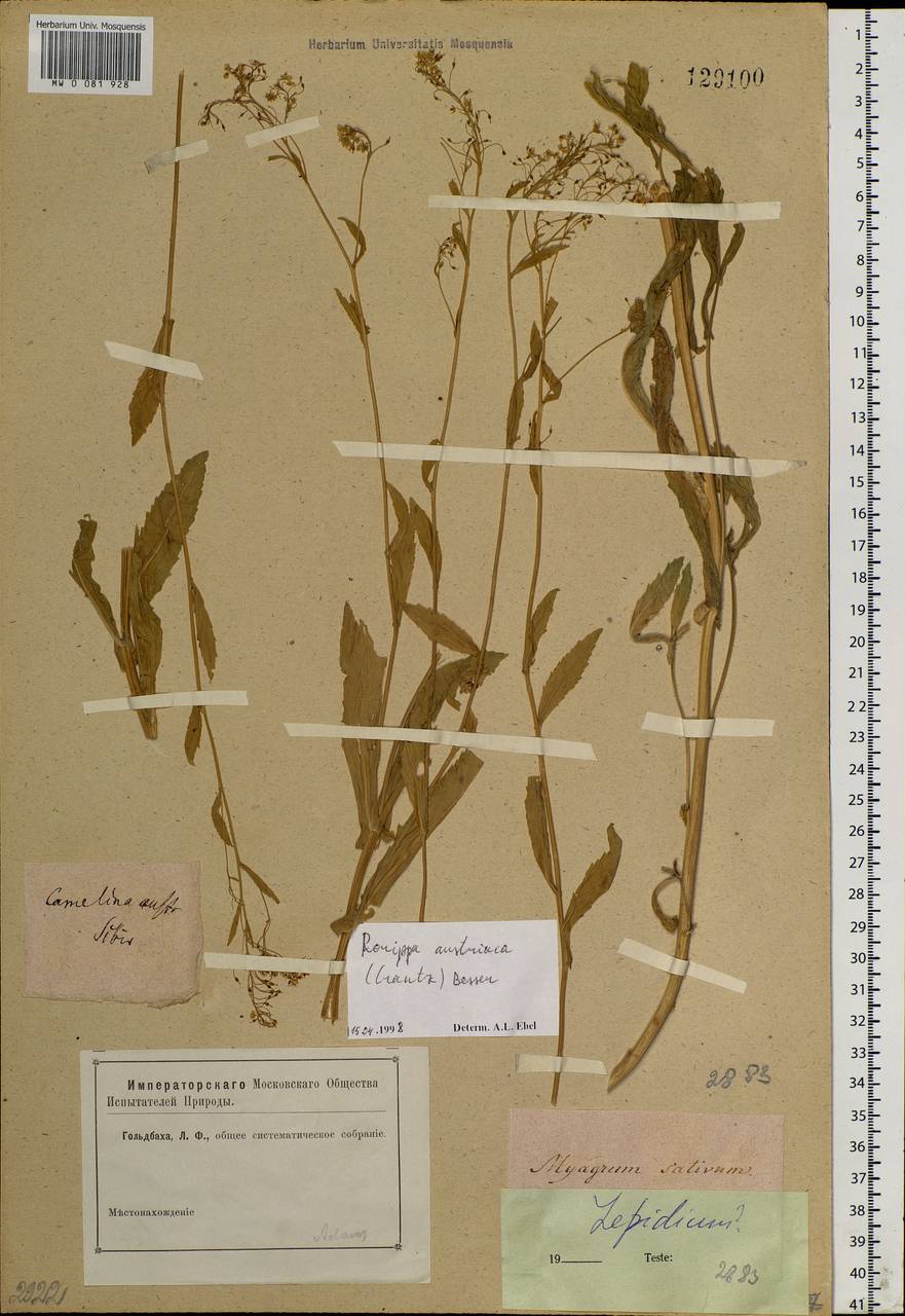 Rorippa austriaca (Crantz) Besser, Siberia (no precise locality) (S0) (Russia)