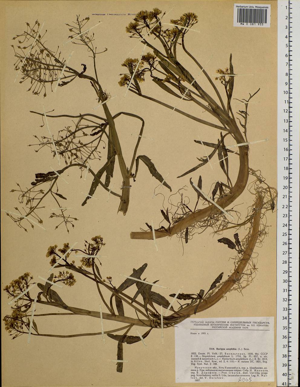 Rorippa amphibia (L.) Besser, Siberia, Baikal & Transbaikal region (S4) (Russia)