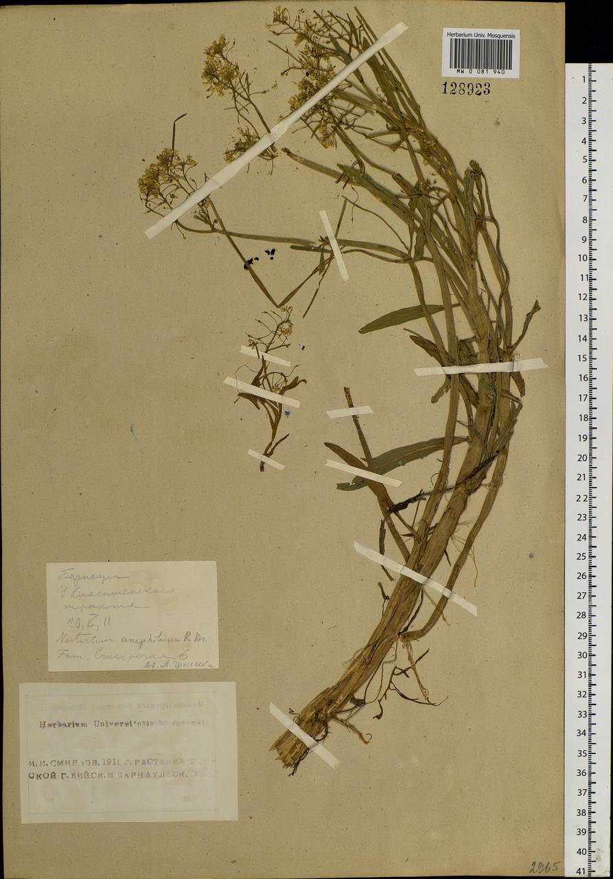 Rorippa amphibia (L.) Besser, Siberia, Altai & Sayany Mountains (S2) (Russia)