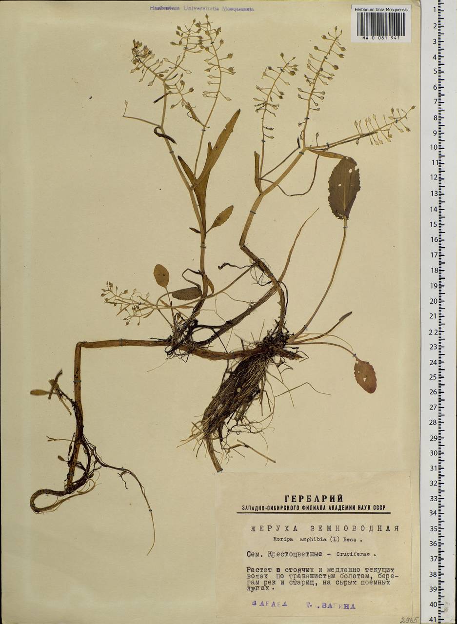 Rorippa amphibia (L.) Besser, Siberia, Western Siberia (S1) (Russia)