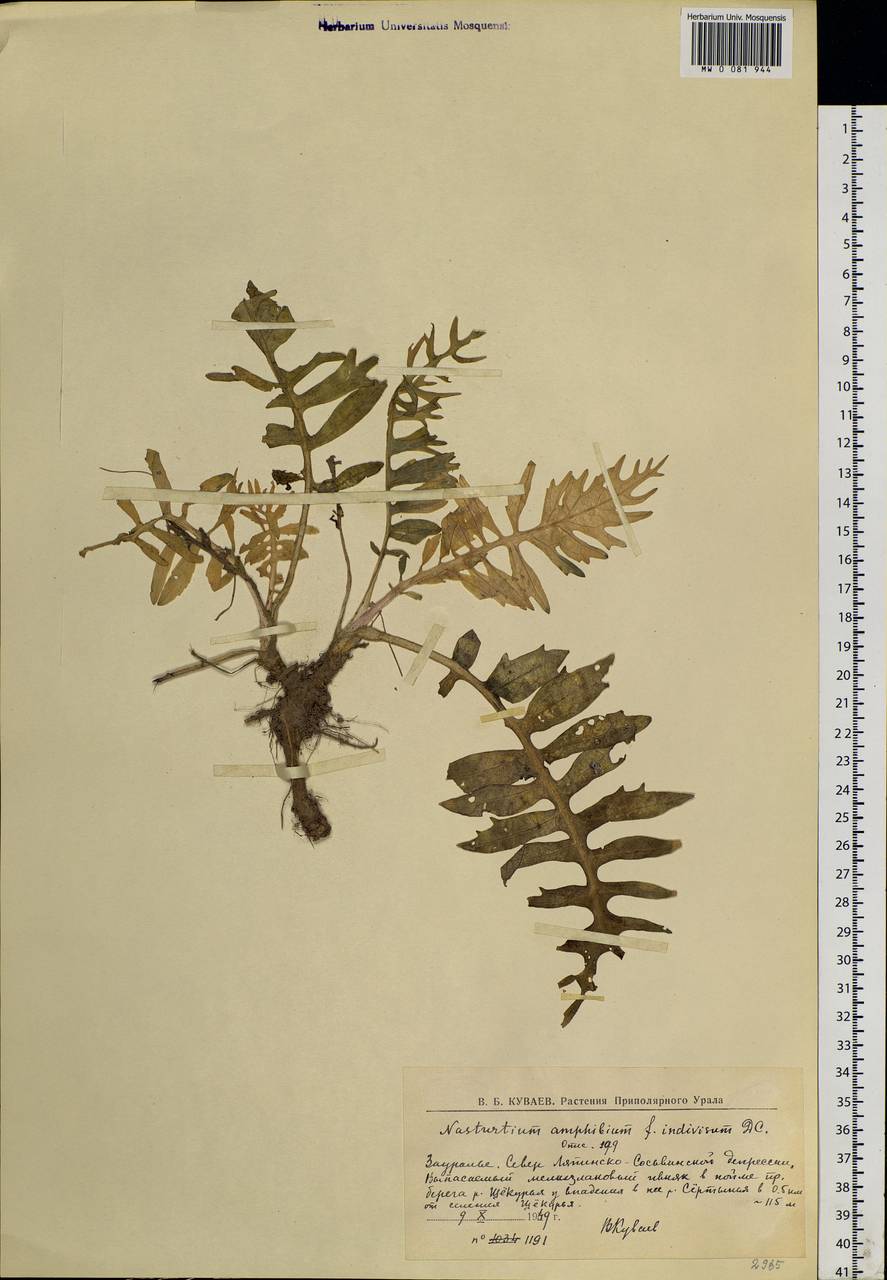 Rorippa amphibia (L.) Besser, Siberia, Western Siberia (S1) (Russia)