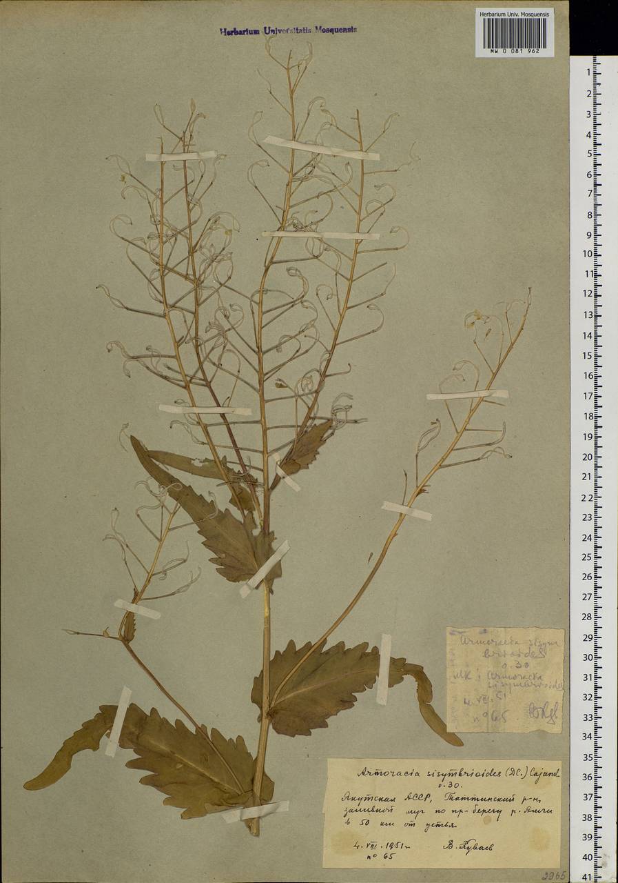 Armoracia sisymbrioides (DC.) N. Busch ex Ganesh, Siberia, Yakutia (S5) (Russia)