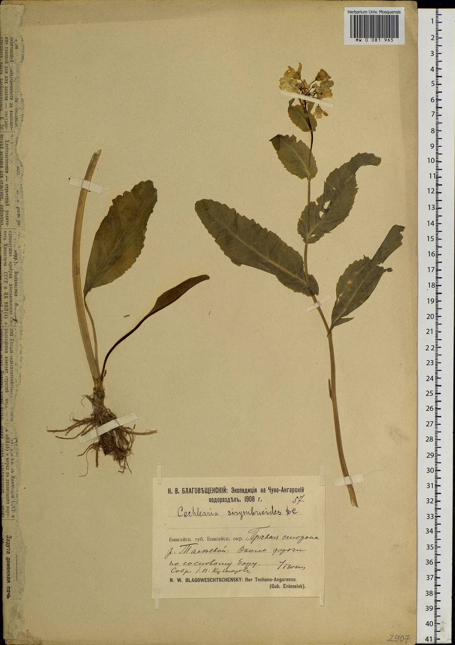 Armoracia sisymbrioides (DC.) N.Busch ex Ganesh, Siberia, Central Siberia (S3) (Russia)