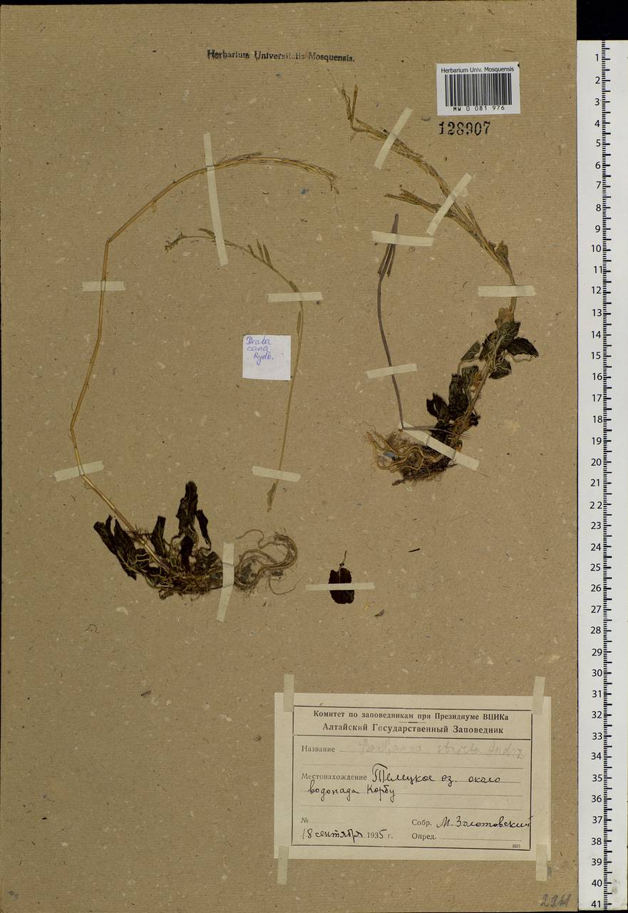 Barbarea stricta Andrz., Siberia, Altai & Sayany Mountains (S2) (Russia)