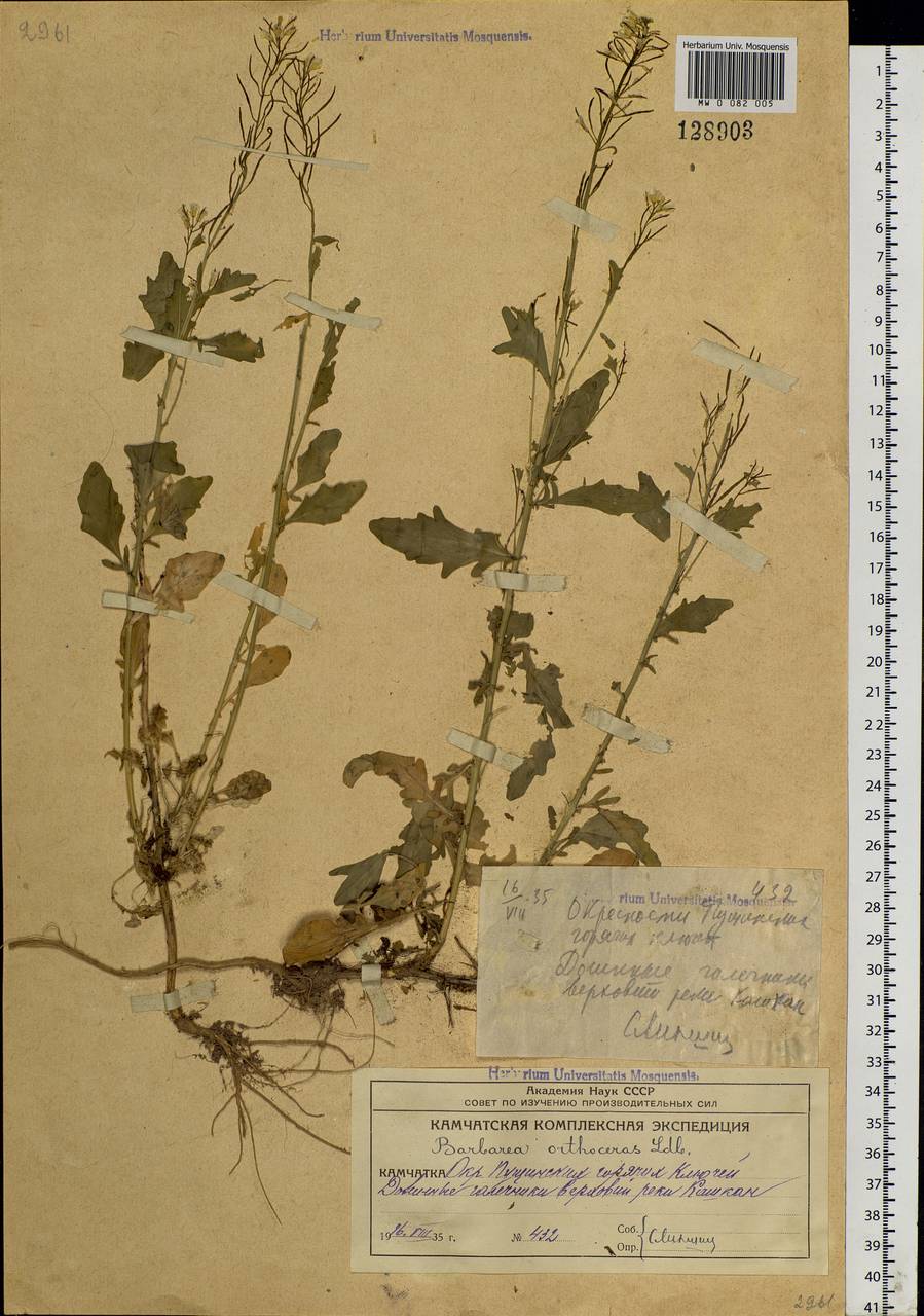 Barbarea orthoceras Ledeb., Siberia, Chukotka & Kamchatka (S7) (Russia)