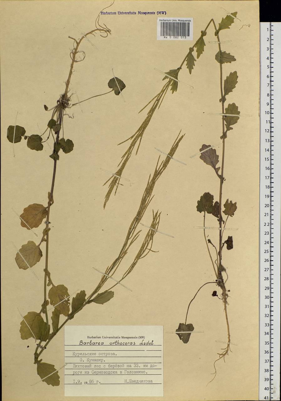 Barbarea orthoceras Ledeb., Siberia, Russian Far East (S6) (Russia)