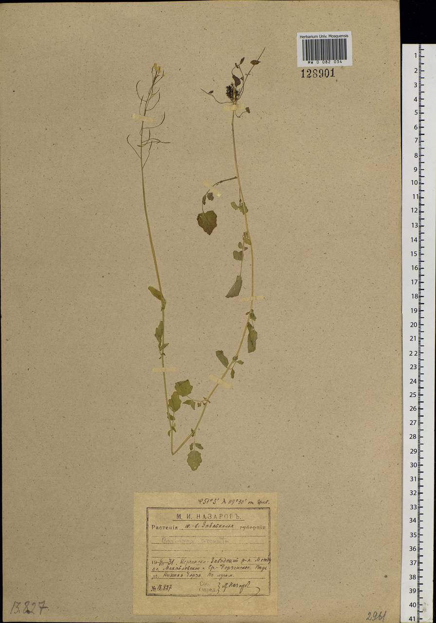 Barbarea arcuata (Opiz ex J. Presl & C. Presl) Rchb., Siberia, Baikal & Transbaikal region (S4) (Russia)