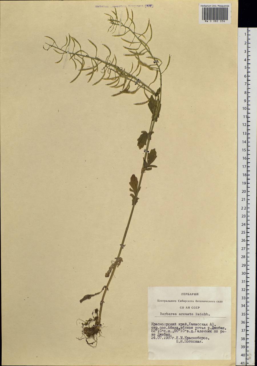 Barbarea arcuata (Opiz ex J. Presl & C. Presl) Rchb., Siberia, Altai & Sayany Mountains (S2) (Russia)