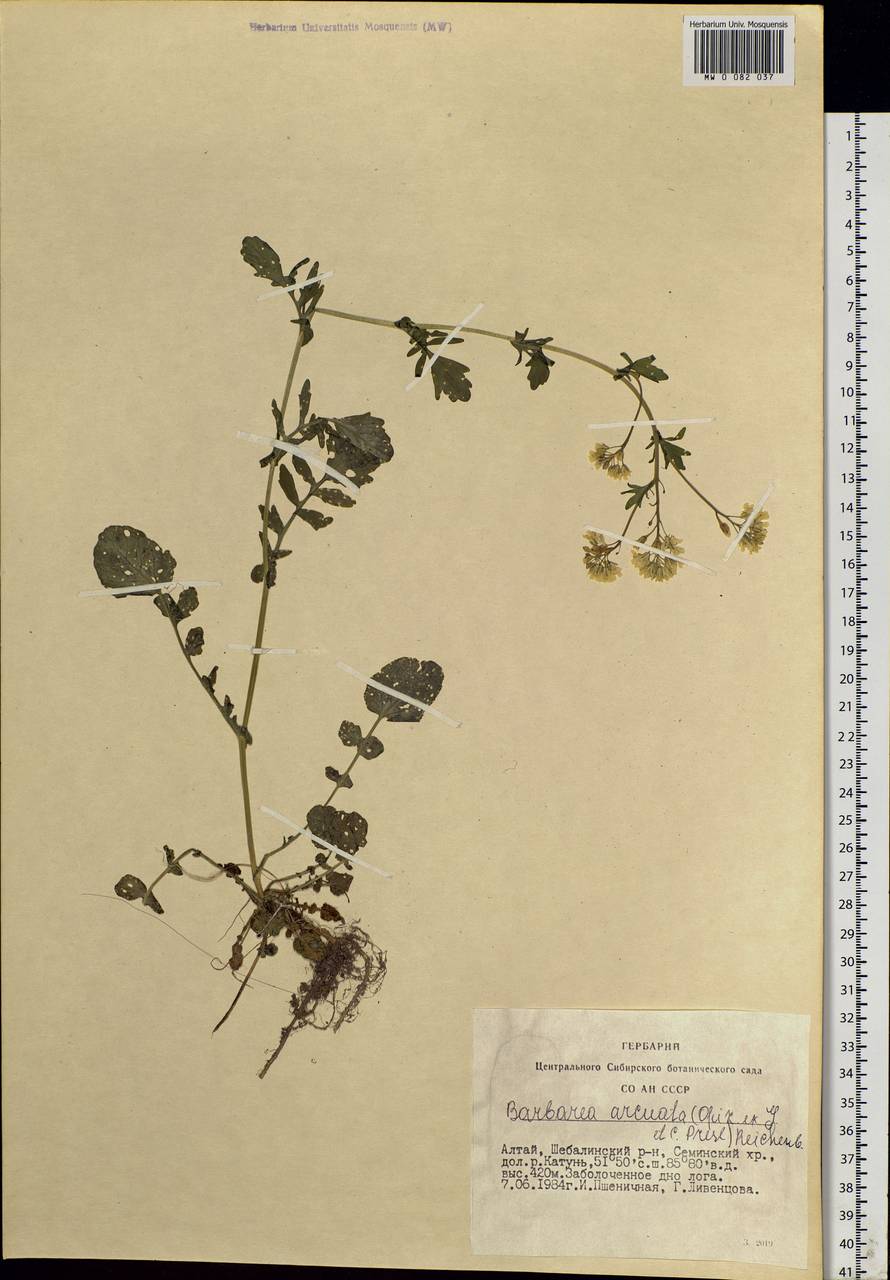 Barbarea arcuata (Opiz ex J.Presl & C.Presl) Rchb., Siberia, Altai & Sayany Mountains (S2) (Russia)